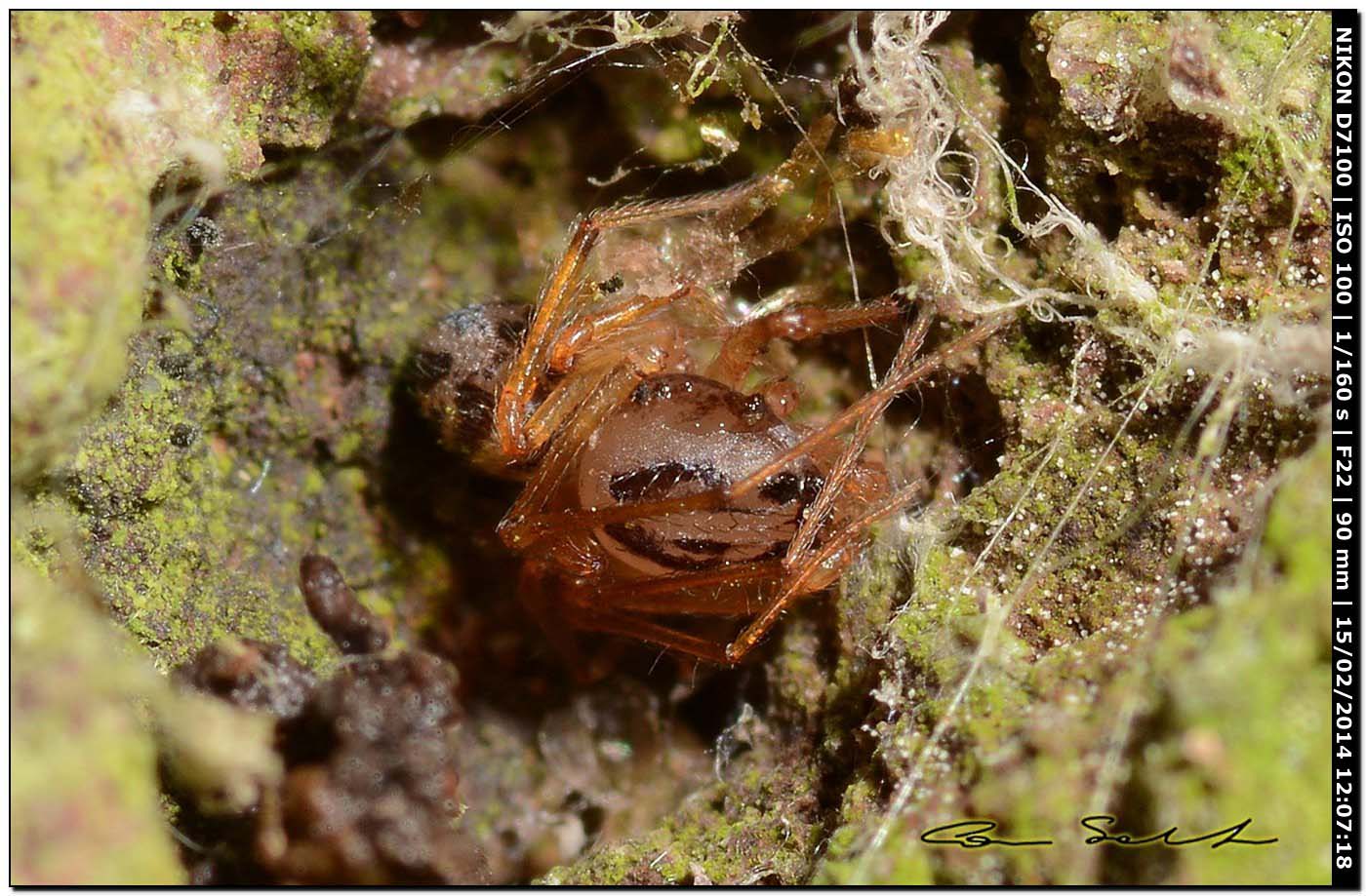 Scytodes velutina - Alghero (SS)